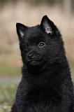 SCHIPPERKE 824